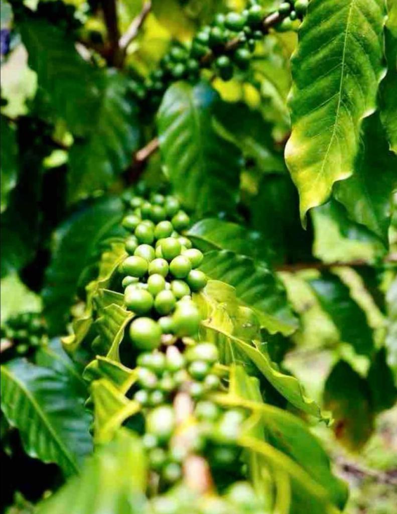 Adella'S Blue Mountain Coffee Farmstay Kingston Exterior photo