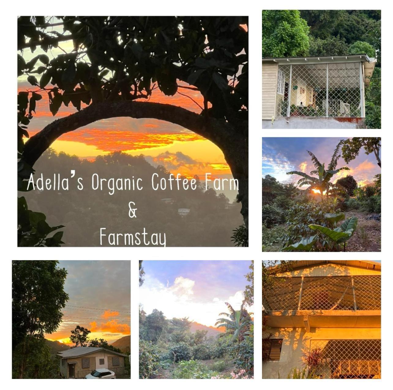 Adella'S Blue Mountain Coffee Farmstay Kingston Exterior photo